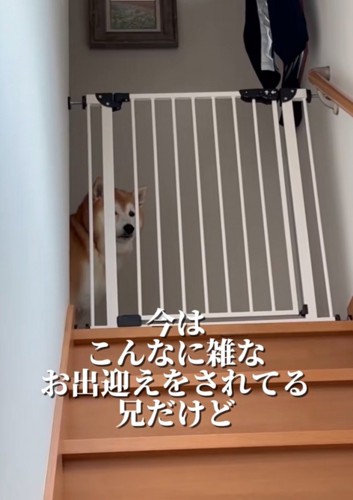 覗く柴犬