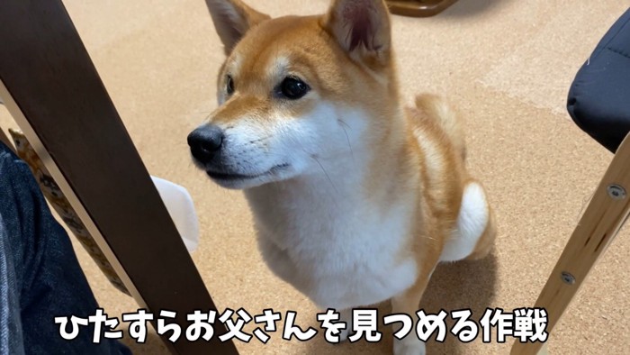可愛いお顔でじーっ♡