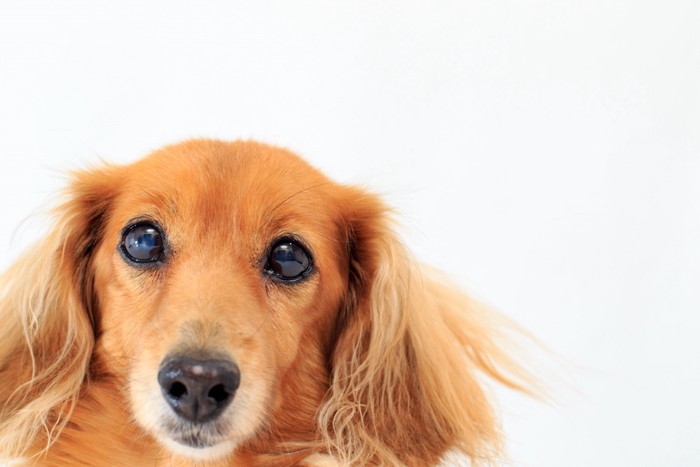 こちらを見つめる老犬のミニチュアダックスフンド