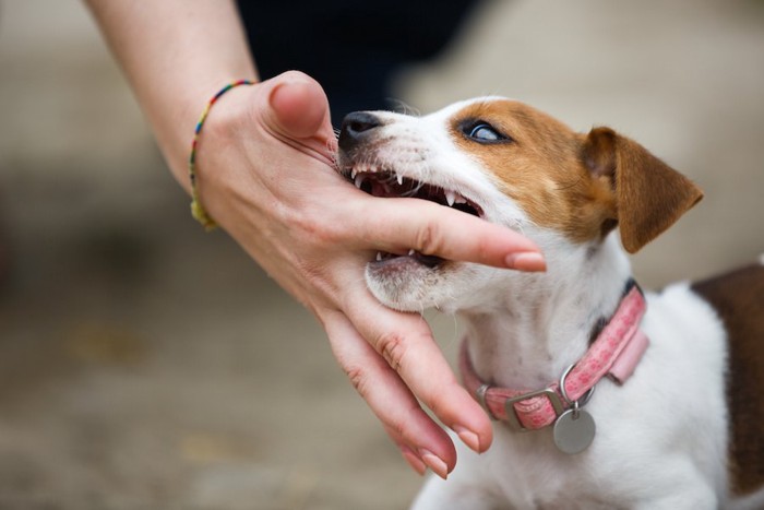 飼い主の手を噛む子犬