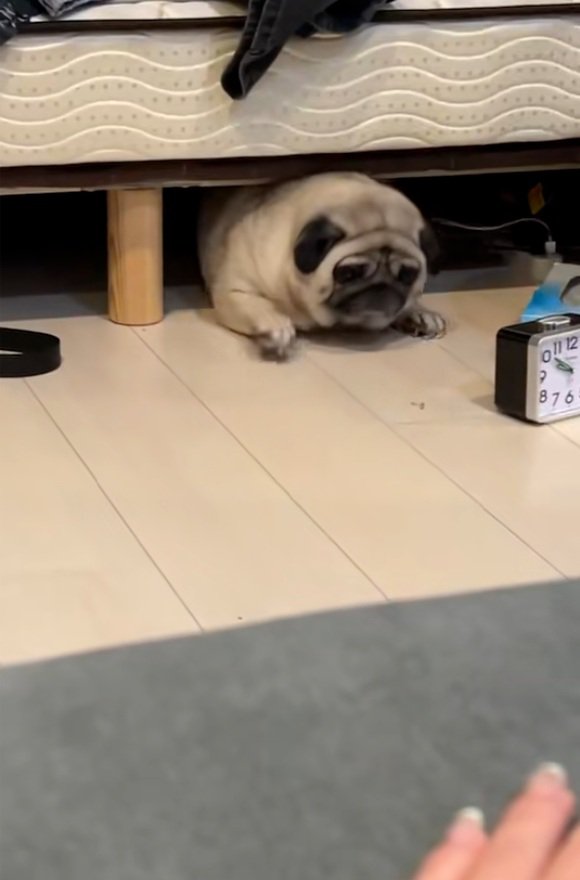 出ようとするしーちゃん