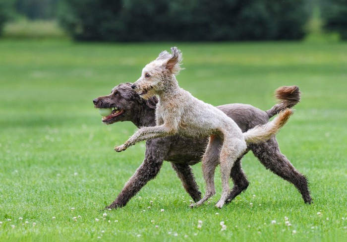 並んで走る2匹の犬