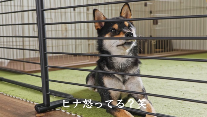 怒った表情の成犬