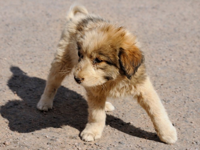 雑種の茶色の子犬