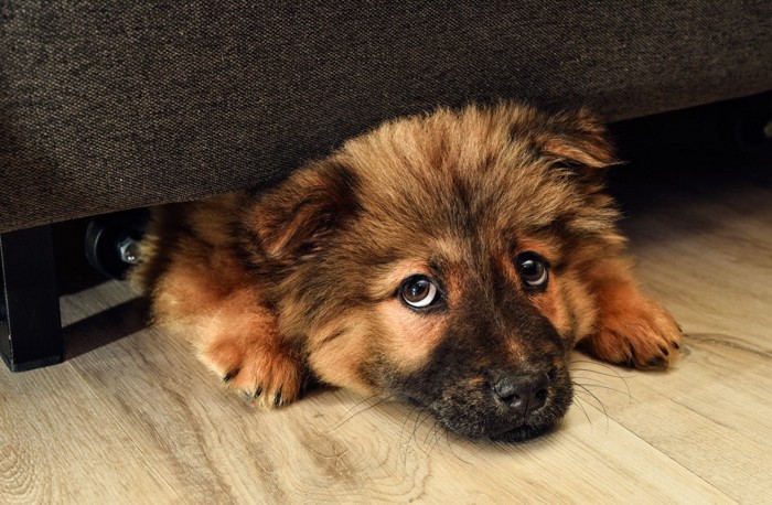 叱られて隠れる犬