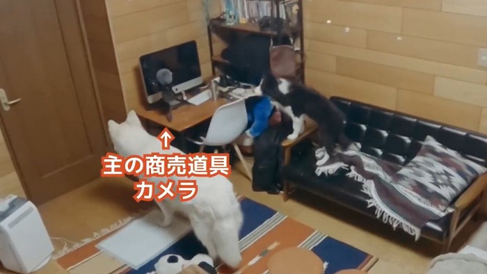 PCを見る犬2匹