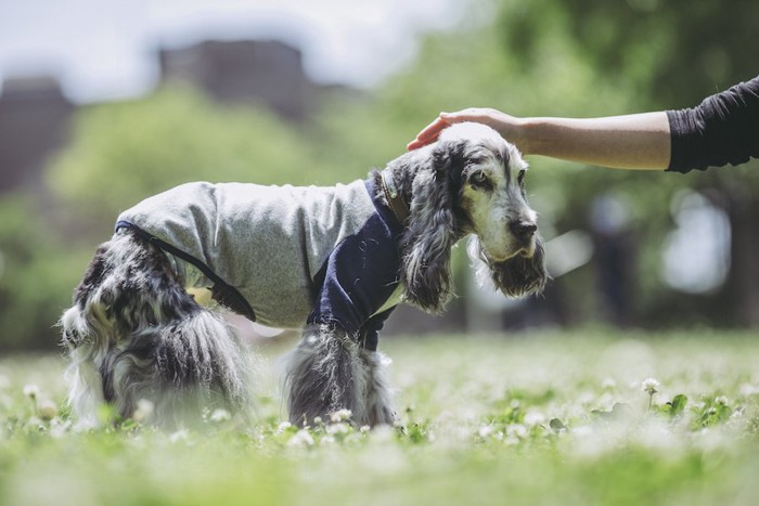 老犬の頭を撫でる飼い主の手