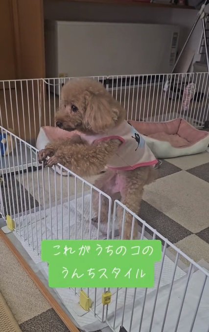 2本足で立つあんこちゃん