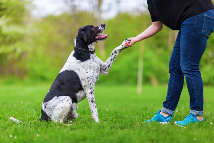 女性にお手をする犬