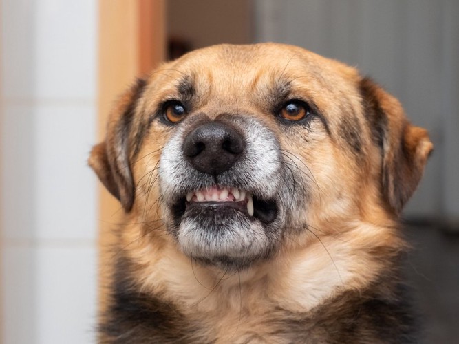 歯を見せて怒っている犬