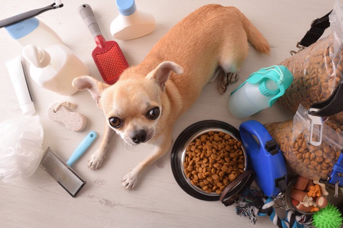 犬用品に囲まれたチワワ