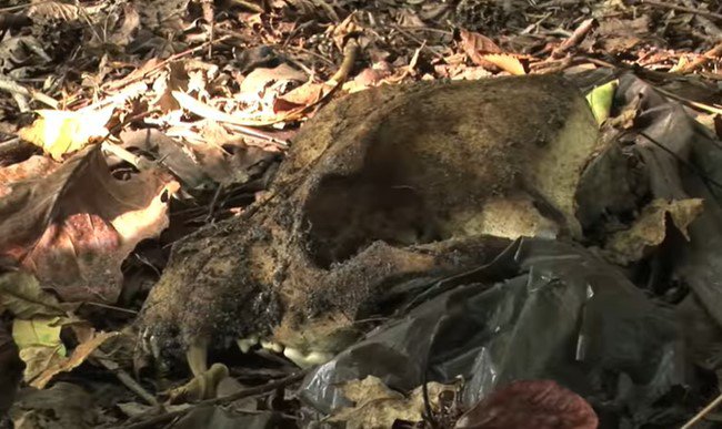 放置された4犬の頭骨