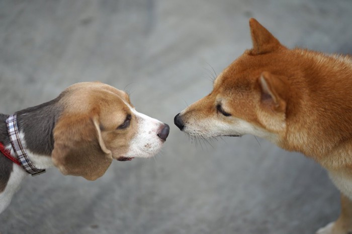 挨拶する柴犬とビーグル犬