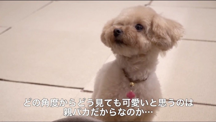 カメラに対して左側を向く犬