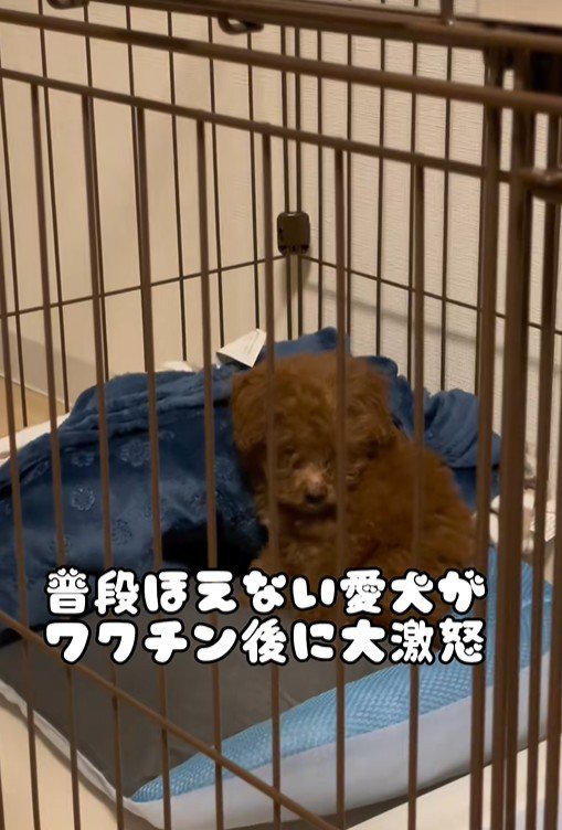 注射後のむぎ君2