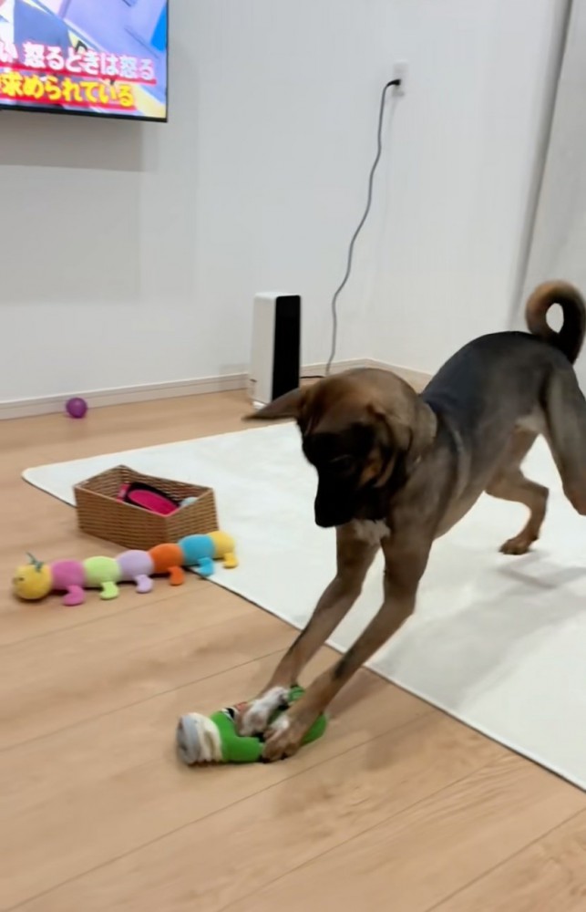 おもちゃで雑巾掛けする犬
