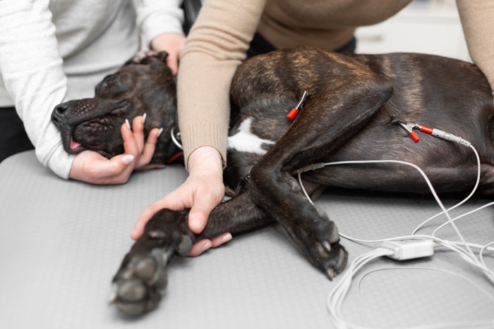 犬がネギを食べたときに起こる中毒症状