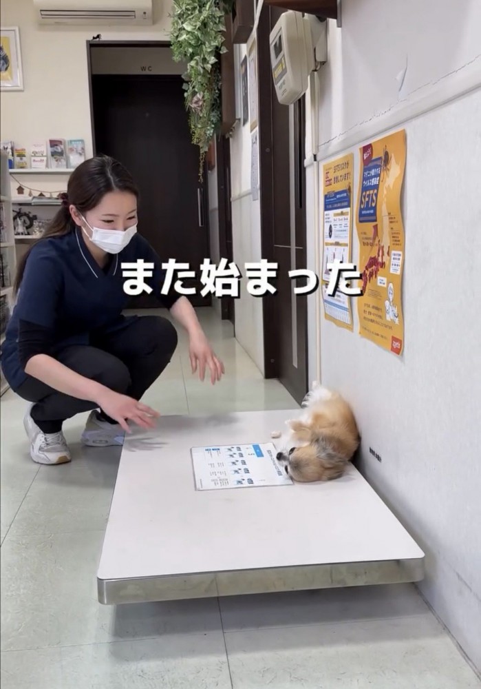 体重計の上で横になる犬