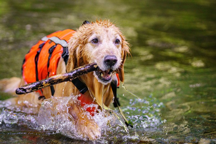 散歩中に水遊びを楽しむ犬たち