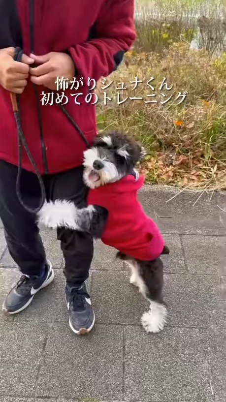 赤い服を着た人の足にしがみつく犬