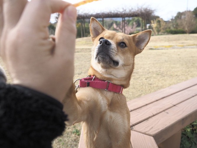 おやつに釘づけの犬