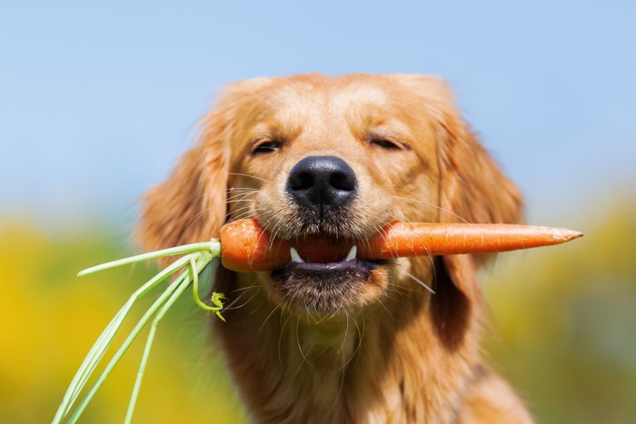 にんじんを咥えている犬