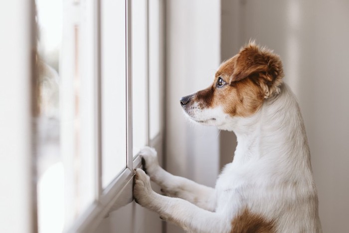 立ち上がって窓の外をみる犬