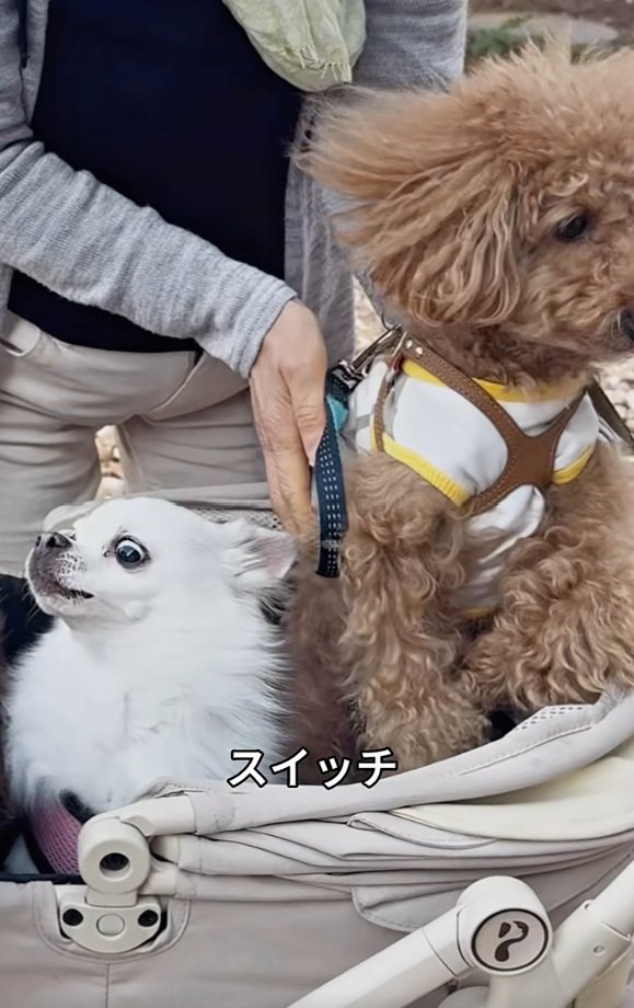 スイッチが入るこはく君