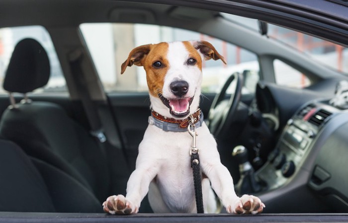 車の窓から顔を出す犬