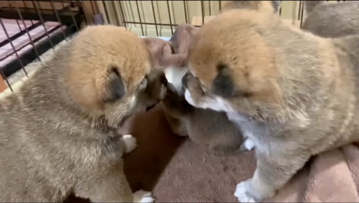 見つめ合う大柄な雄の子犬と大柄な雌の子犬