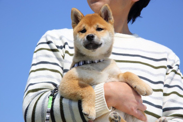 抱っこされる柴犬の子犬