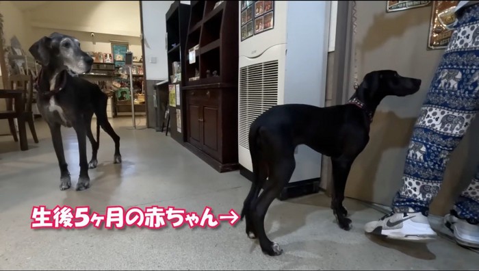 扉を見つめる大型犬の子犬