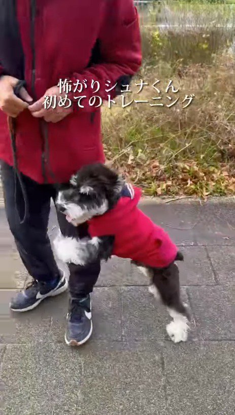 赤い服を着た人の足を前足で掴む犬