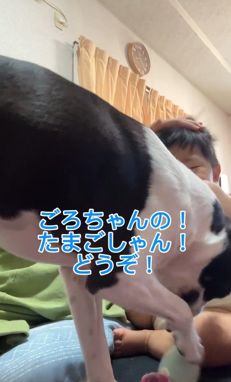 赤ちゃんが泣いた時のごろちゃん8