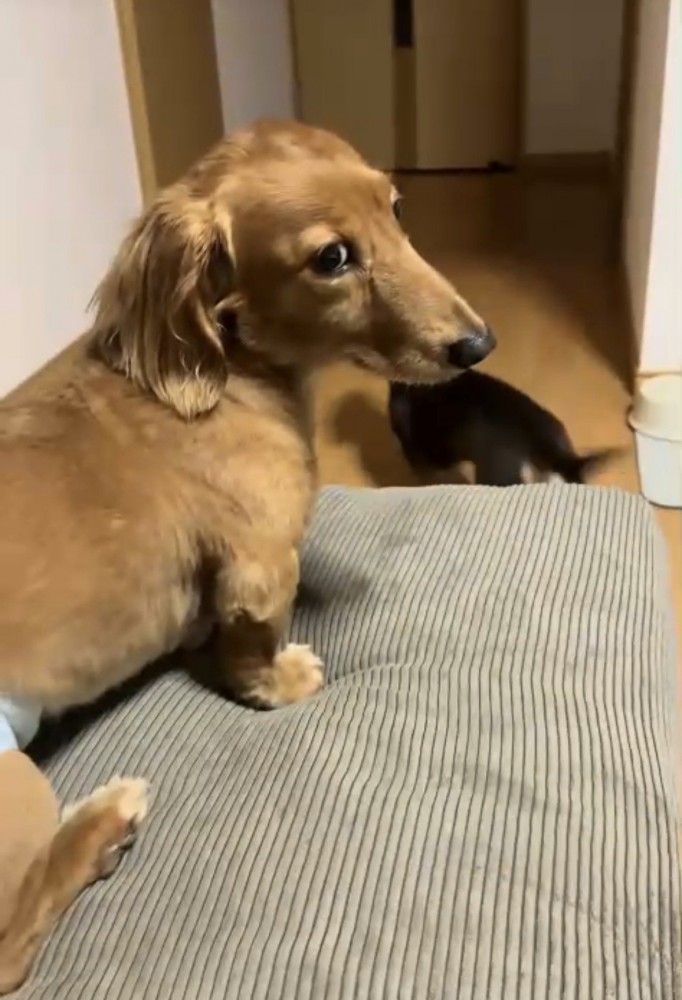 目をそらす犬