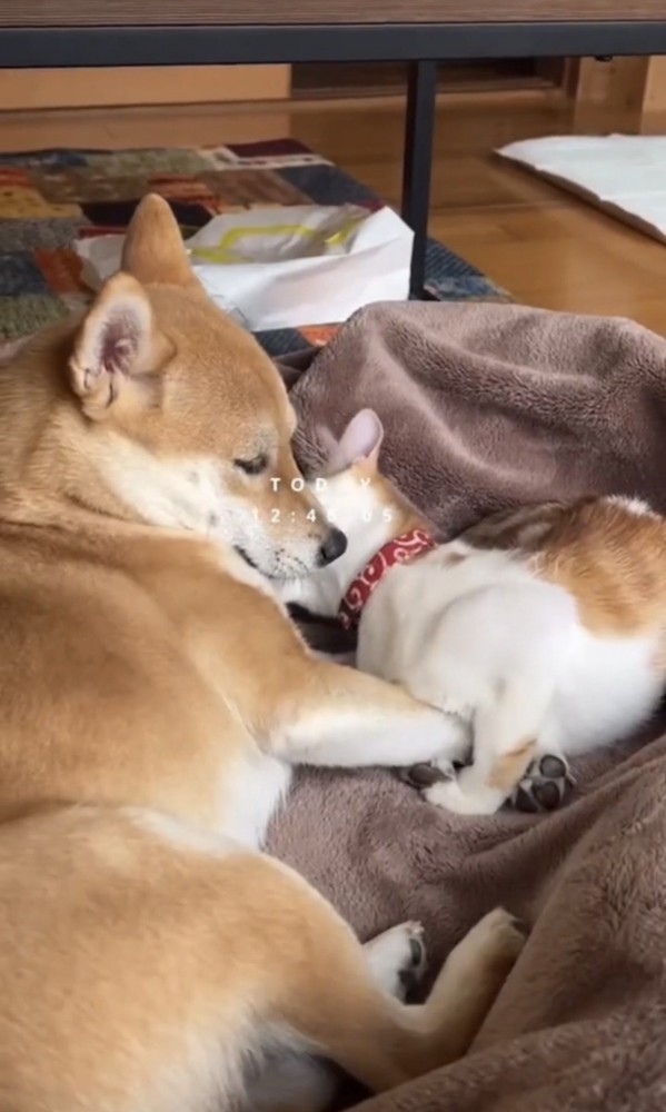 寄り添って眠る犬と猫