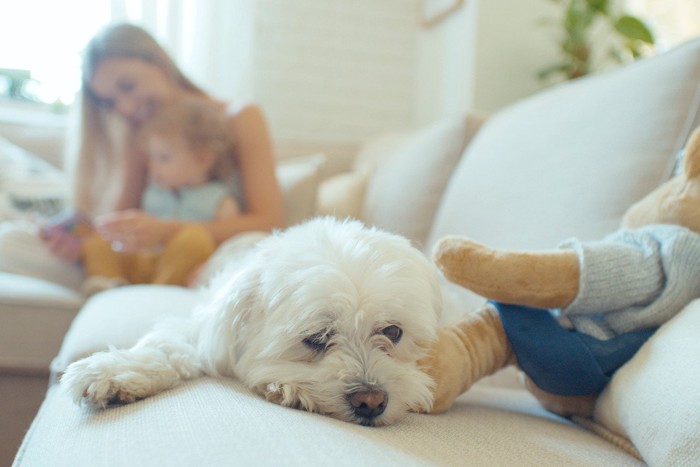 子どもをあやす女性をバックに伏せる白い犬