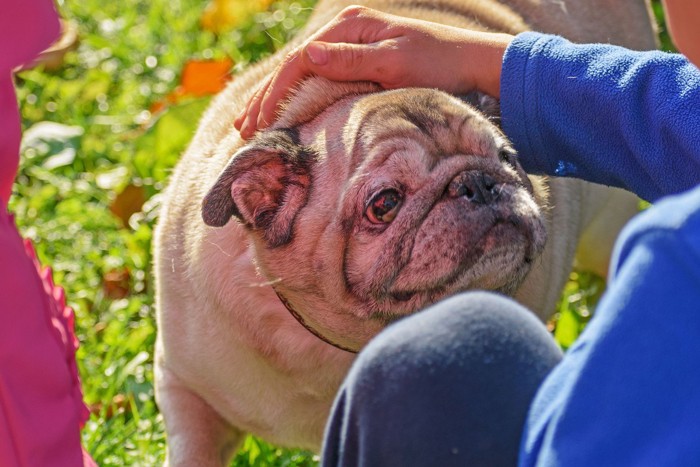 頭を撫でられる犬