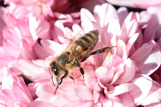 花にとまる蜂