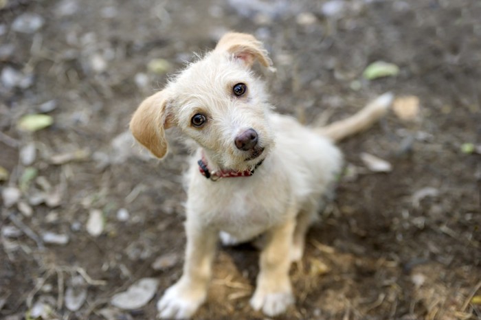 首をかしげる白い犬