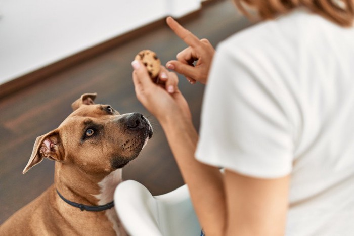 クッキーを見つめる犬