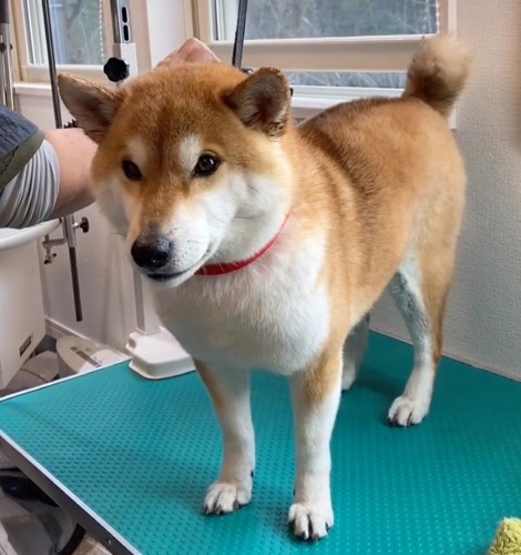 台の上に乗る柴犬