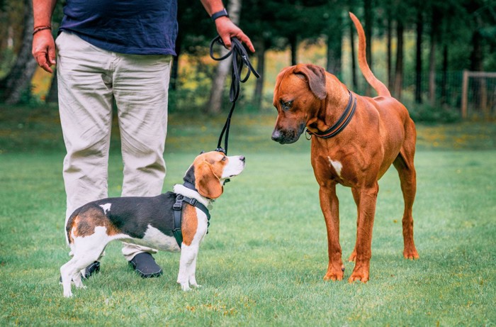 2匹の犬と人