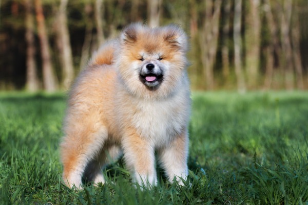 芝生に立つ長毛の秋田犬の子犬