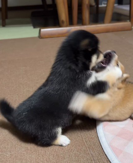 両者互角です…!