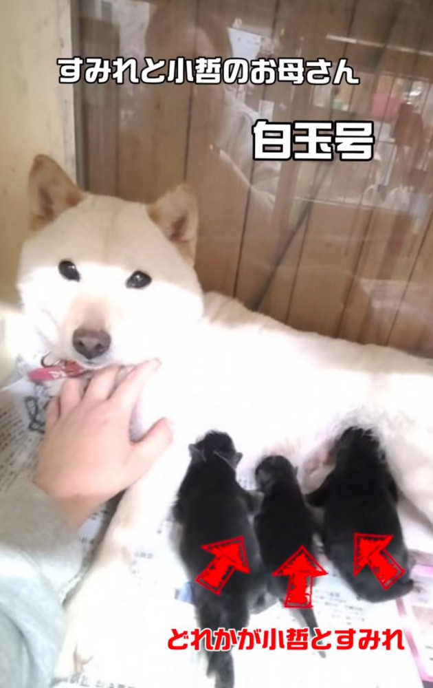 お母さん犬と赤ちゃん犬