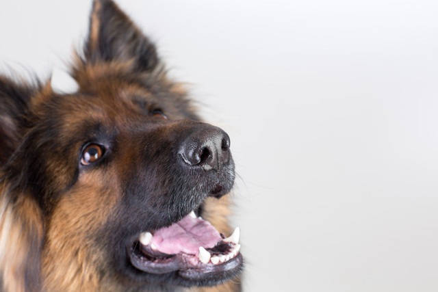 口をあけて飼い主を見上げる犬