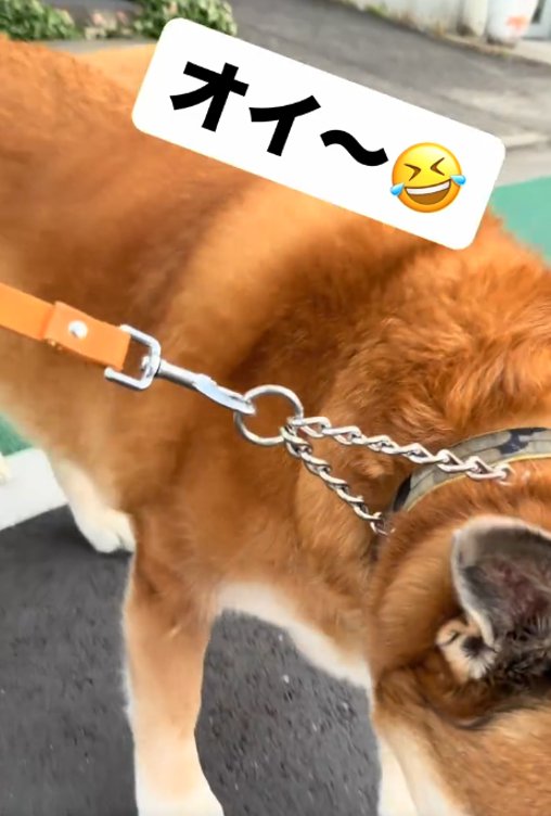 近寄る犬