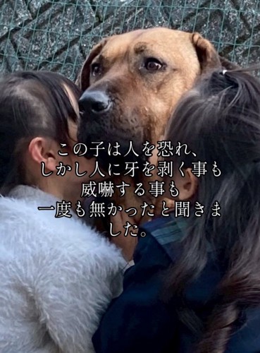 犬の顔にキスする女の子たち