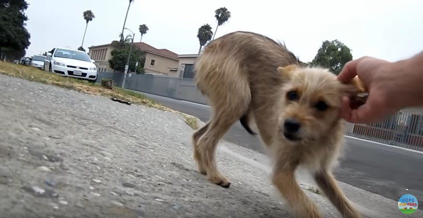 子犬に触る